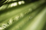 looking trough green palm leaves photo