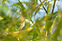 bamboos sky photo
