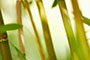 bamboo stems photo