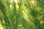 greenblured herbs close up photo