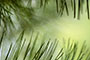 pine tree close-up photo