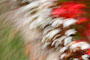 white red flowers photo