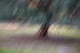 blurred tree photo