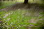 tree trunk close up photo