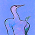 illustration magic bird